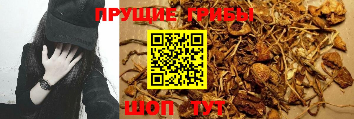 Тихорецк  Псилоцибиновые грибы Psilocybe  Вход с VPN 